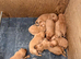 Stocky Red Labs