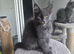 Maine coon kittens