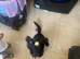 8 month old female puppy