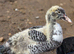 Beautiful muscovy ducks unsexed