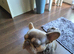 French Bulldog 2yr old male.
