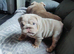 Quality bulldogs
