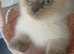 Rag doll british blue