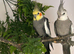 Pair of cockatiels