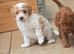 F1BB CAVAPOO PUPPIES