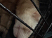Sandy ferret and a sable mask ferret
