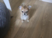 Tea cup chihuahua