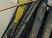 Female green ringneck parrot