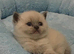 Poshcats blue and blue point kittens