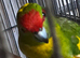 Kakarike