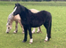 Cracking Welsh section A Brood mare