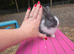 Baby Blue Dutch Split Netherland Dearf Buck - Ready Now