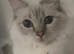 Gorgeous Lilac Tabby girl available