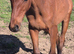TB x Welsh D yearling colt