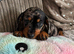 Miniature Dachshund Puppies – Ready For Their Forever Homes!