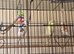 15 Zebra and 3 budgies, two cages and all accessories