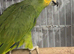 Semi Tame and talking baby orange wing amazon