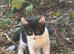 Kittens looking for new home