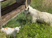 Billy Goat. Very fertile