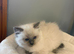 blue face ragdoll kittens pure breed)