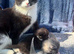 Beautiful x Russian blue kittens