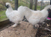 Silkie cockerels