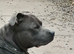 ForSale KC Reg Blue staffy pups