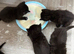 Ragdoll cross kittens