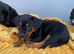 Beautiful litter looking for there forever homes