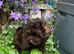 Beautiful Schnoodle Puppies GIRLS