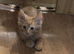 7 beautiful kittens ready for loving homes