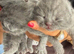 STUNNING BSH KITTENS 3 LEFT XX 500 xx