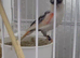2025 harlequin pair ready for breeding