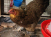1 x Gold Partridge Brahma Bantam hen -