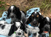 Show type cocker spaniel puppies