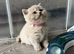 Stunning Lilac Golden Kittens - Tica Registered