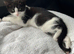 Kittens for sale