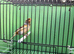 Canary's