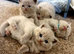 British Short Hair Pedigree