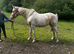 Palomino & white filly
