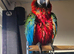 Harlequin Macaw for sale