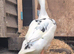 Beautiful white duck 2-3 months old