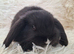 Gorgeous Mini Lop Female For Sale