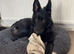 Beautiful 8mth old male black gsd for sale