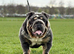 For sale English Bulldog