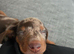 Stunning short-hair miniature dachshund dapple male