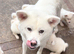 Japanese Akita Inu Puppies