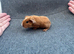 Guinea pigs