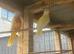 Lutino pair of turks