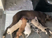 Female lurcher pup